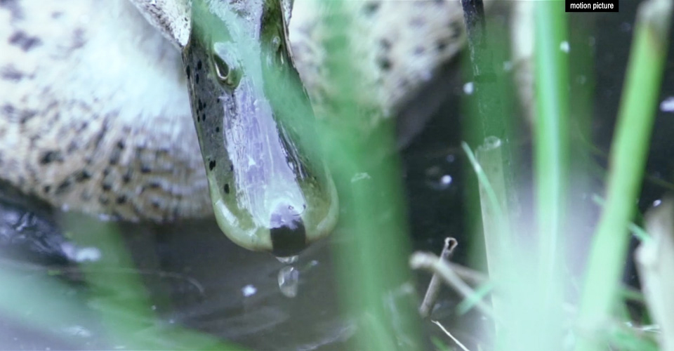 SlowMo Ducks | Filming, Cutting, Editing, Color Grading