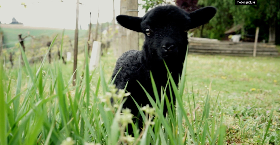 Happy Easter | Filming, Cutting, Editing, Color Grading